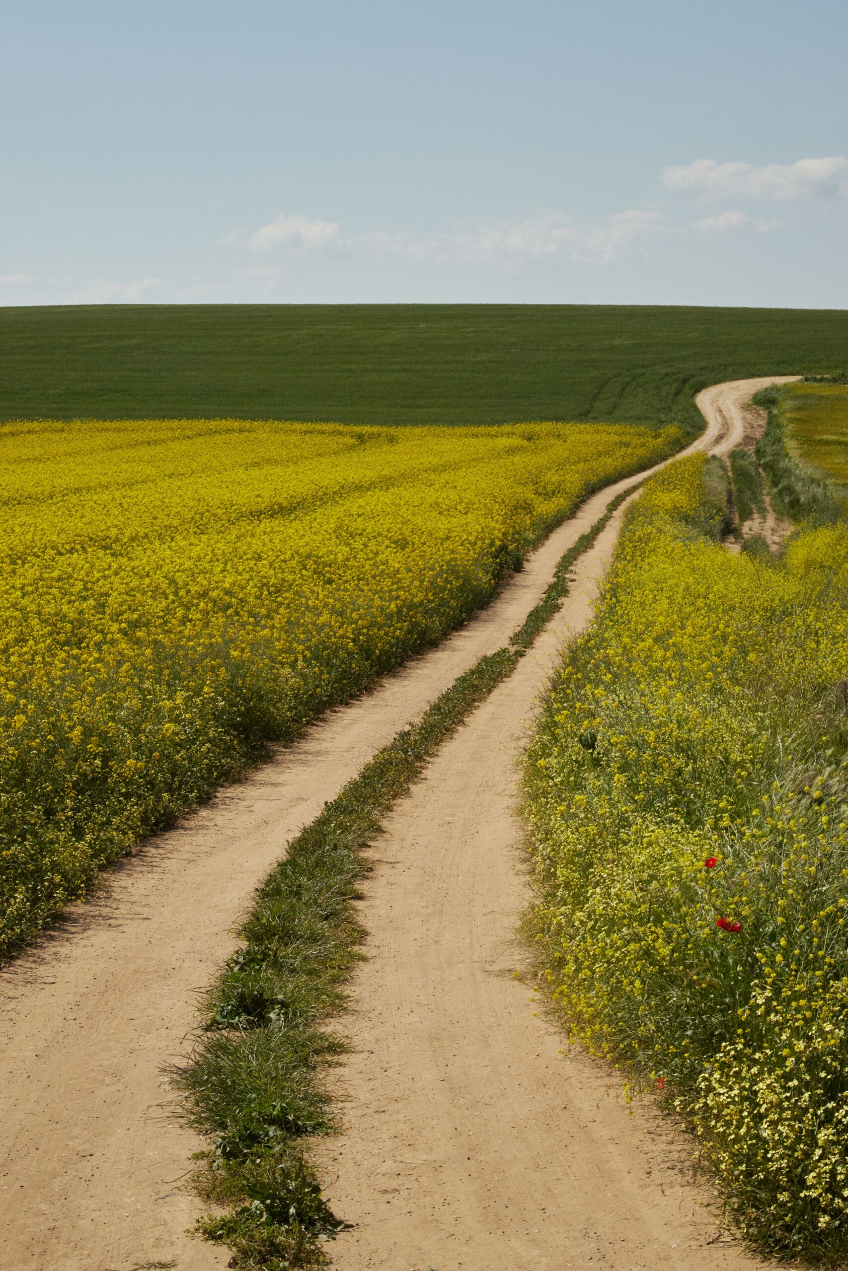 A path winding through an open field, suggesting a way forward