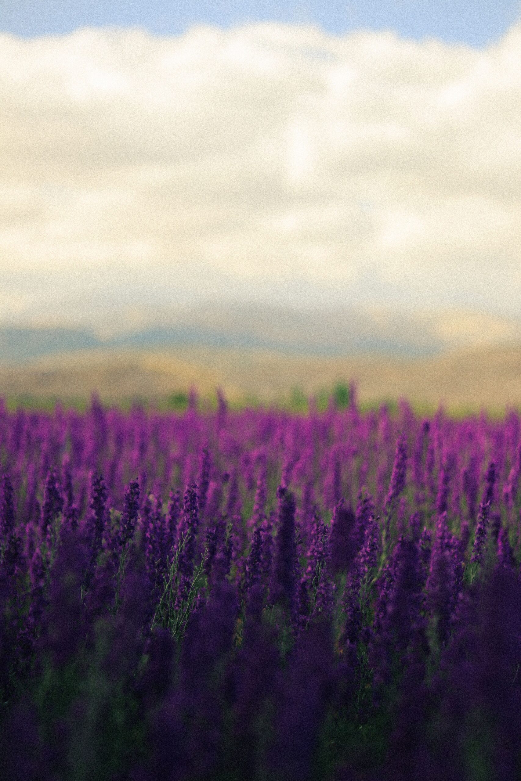 A calm field of lavender, suggesting steadiness and quiet relief.