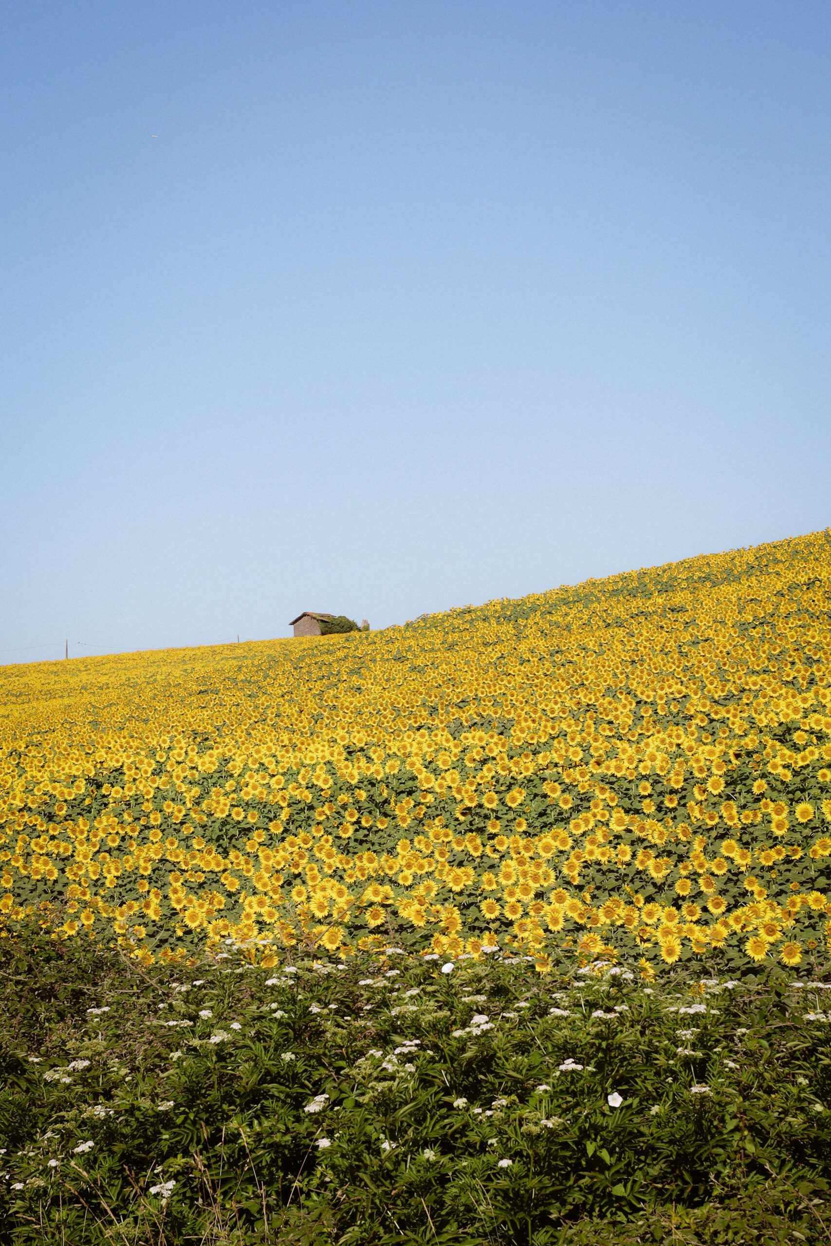 An open field of yellow flowers, suggesting lightness and hope.