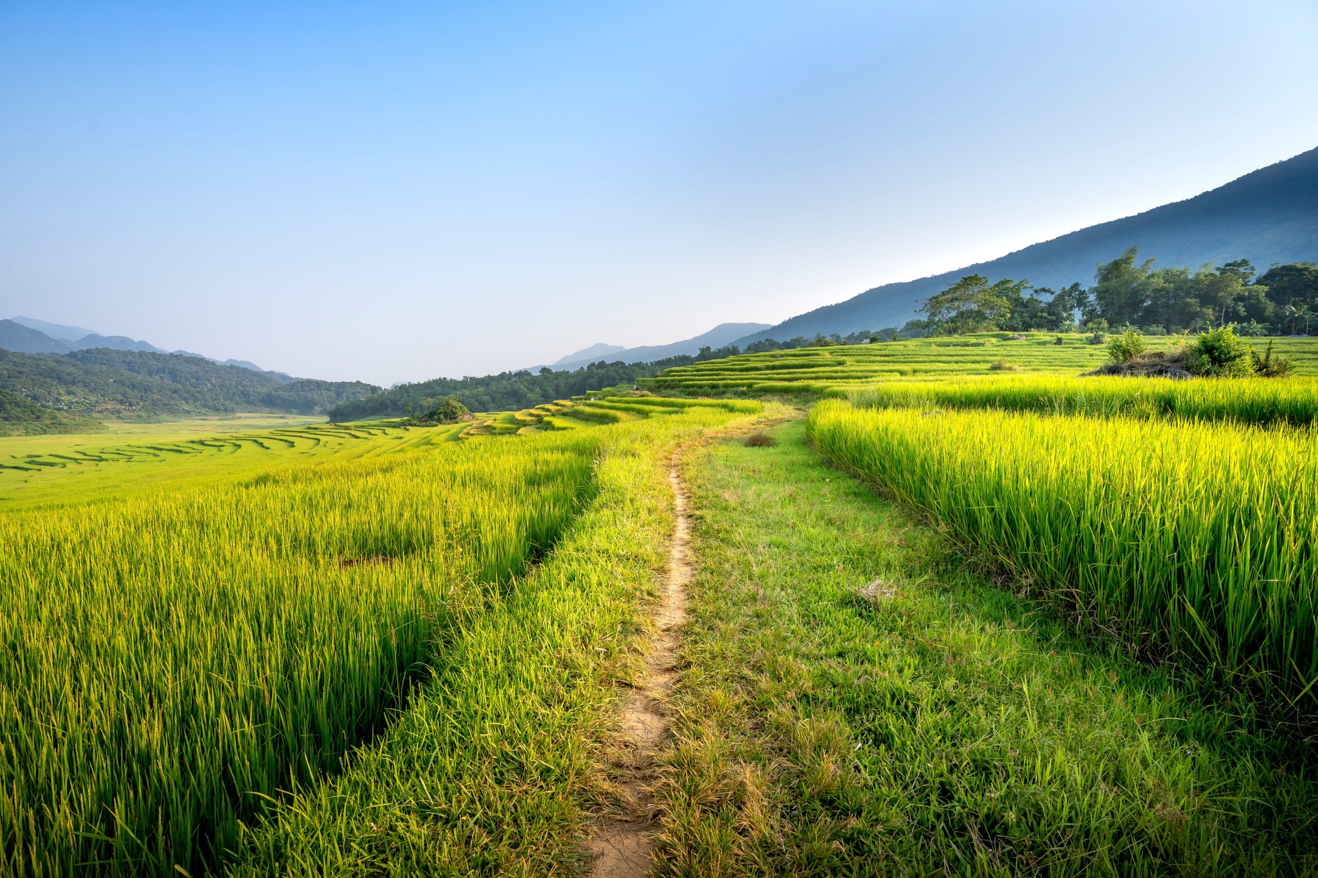 A path winding through an open field, suggesting the gradual relief ERP can bring.