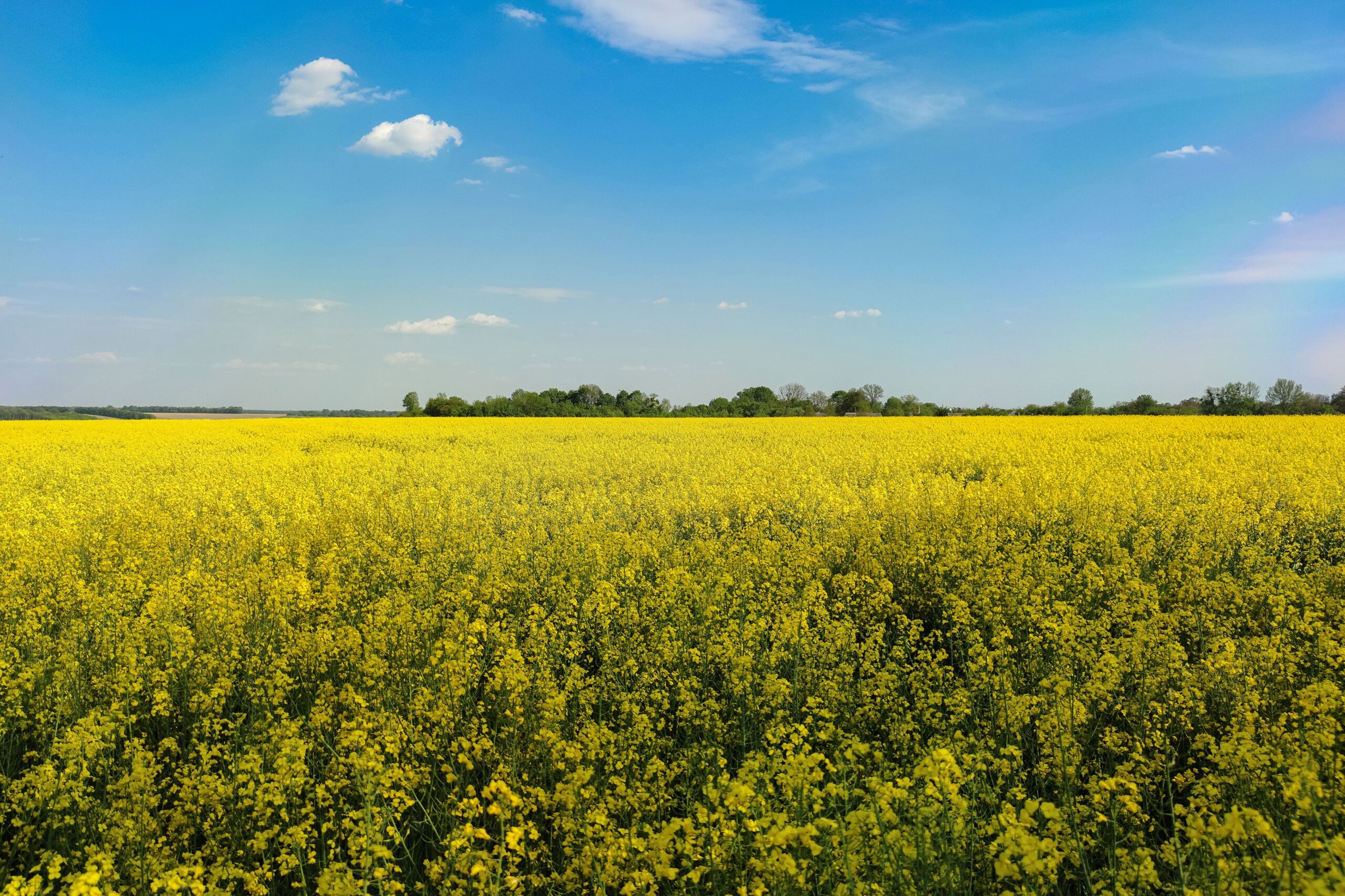 A sunlit open field, evoking calm and room to breathe